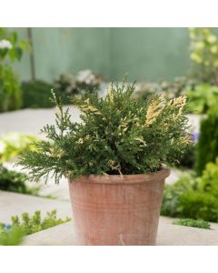 Juniperus pfitzeriana 'White Splash'