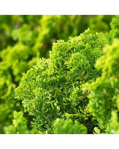 Chamaecyparis obtusa 'Meroki Twin'