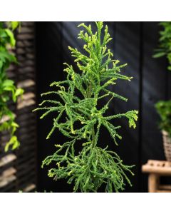 Cryptomeria japonica 'Kyara Gold'