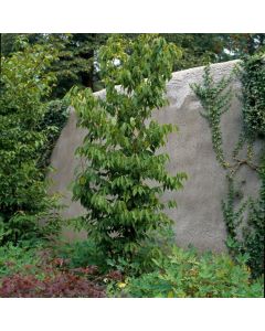 Acer carpinifolium