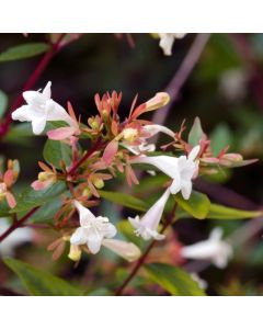 Abelia grandiflora