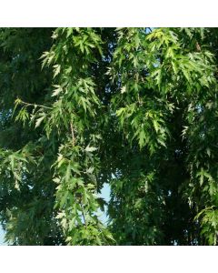 Acer saccharinum