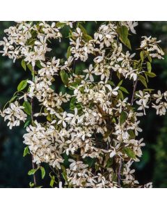 Amelanchier laevis 'Snowflakes'