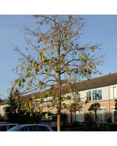 Corylus colurna