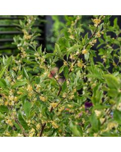 Elaeagnus umbellata
