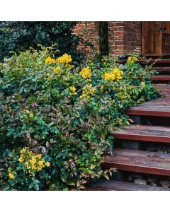 Mahonia aquifolium