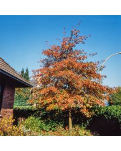 Quercus palustris