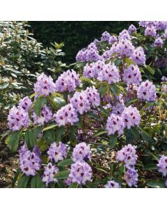 Rhododendron 'Blue Peter'