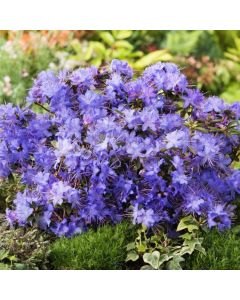 Rhododendron 'Blue Tit'