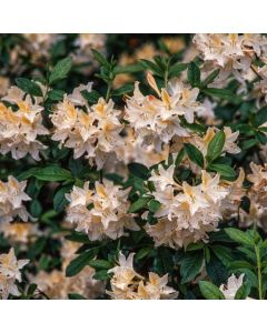 Rhododendron (AP) 'Daviesii'