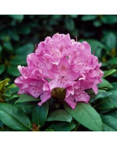 Rhododendron 'English Roseum'