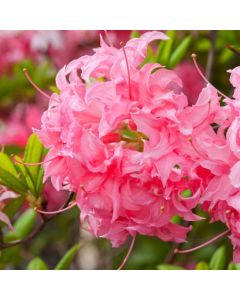 Rhododendron (AK) 'Homebush'