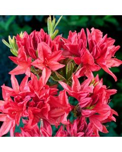 Rhododendron (AM) 'Koster's Brilliant Red'