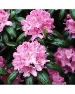 Rhododendron 'Roseum Elegans'