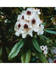 Rhododendron 'Sappho'