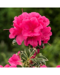 Rhododendron (AJ) 'Silver Queen'