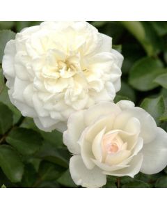 Rosa (H) Alba Meidiland