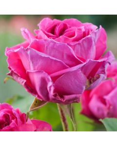 Rosa (H) 'Mme Isaac Pereire'