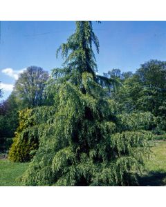 Cedrus deodara 'Pendula'