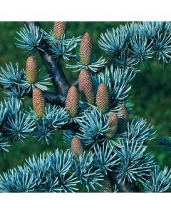 Cedrus libani 'Glauca'