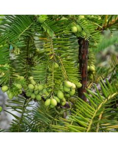 Cephalotaxus harringtonii
