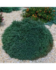 Chamaecyparis obtusa 'Pygmaea'