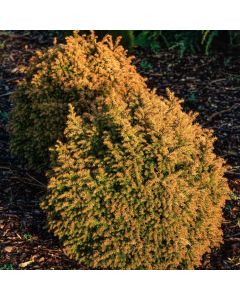 Cryptomeria japonica 'Vilmorin Gold'