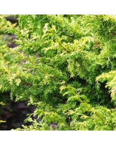 Juniperus chinensis 'Plumosa Aurea'