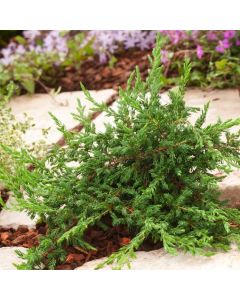 Juniperus communis 'Repanda'
