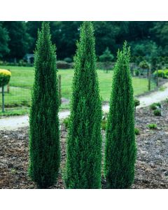 Juniperus communis 'Sentinel'