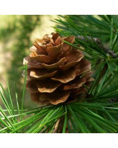 Larix kaempferi