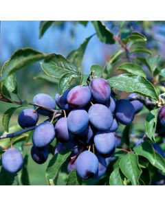 Prunus domestica 'Hauszwetsche'