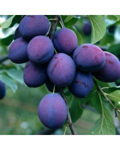 Prunus domestica 'President'
