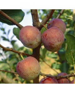 Prunus domestica 'Victoria'