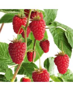 Rubus idaeus 'Autumn Bliss'