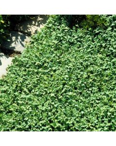Acaena buchananii