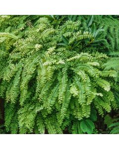 Adiantum pedatum