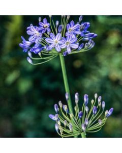 Agapanthus 'Blue Triumphator'