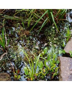 Alisma plantago-aquatica