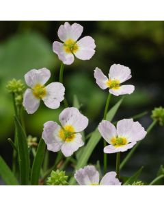 Baldellia ranunculoides