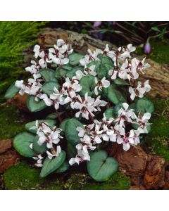 Cyclamen coum 'Album'