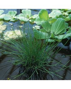 Equisetum scirpoides