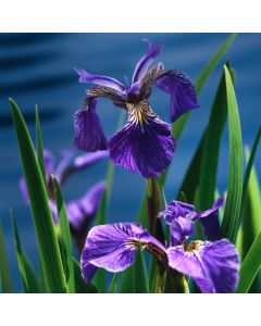 Iris setosa