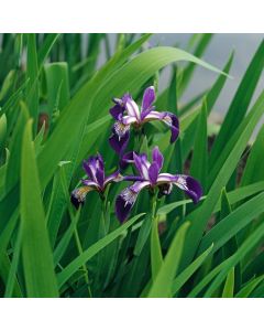 Iris versicolor 'Kermesina'