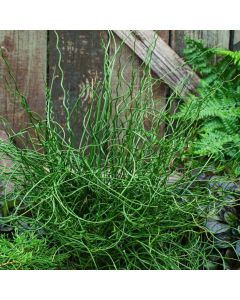 Juncus effusus 'Spiralis'