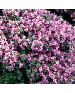 Thymus praecox 'Minor'
