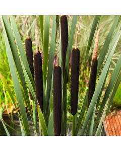 Typha latifolia
