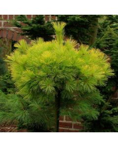 Pinus strobus 'Louie'