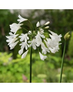 Agapanthus 'Arctic Star'