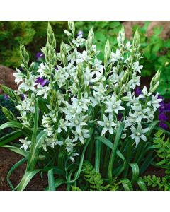 Ornithogalum nutans